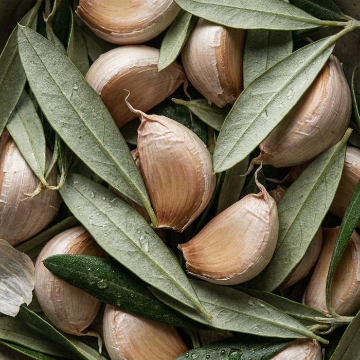 Garlic and olive leaf