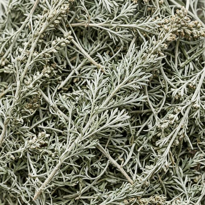 Wormwood